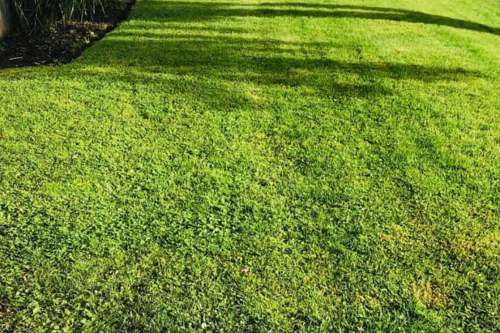 Premium Lawn & Landscaping
